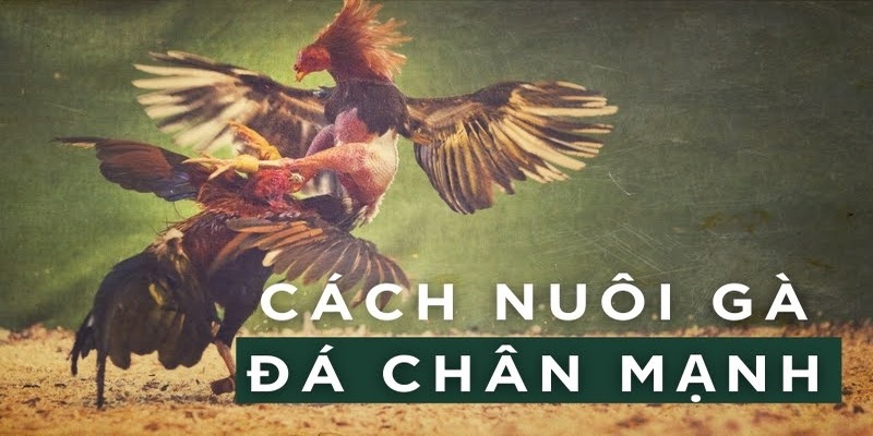 Cách Nuôi Gà Đá Chân Mạnh - Tổng Hợp Bí Quyết Từ King88