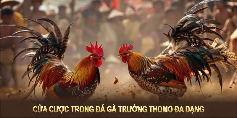 Cửa cược trong đá gà trường Thomo đa dạng và phù hợp với mọi chiến lược cá cược