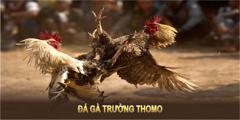 Đá Gà Trường Thomo – Sân Chơi Tuyệt Vời Tại King88