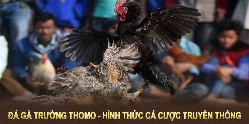 Luật chơi đá gà trường Thomo rõ ràng và phù hợp với mọi cấp độ hội viên