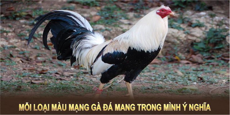 Mỗi loại màu mạng gà đá mang trong mình ý nghĩa riêng