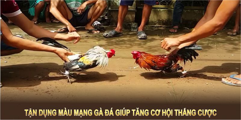 Tận dụng màu mạng gà đá giúp tăng cơ hội thắng cược tại sân chơi King88.