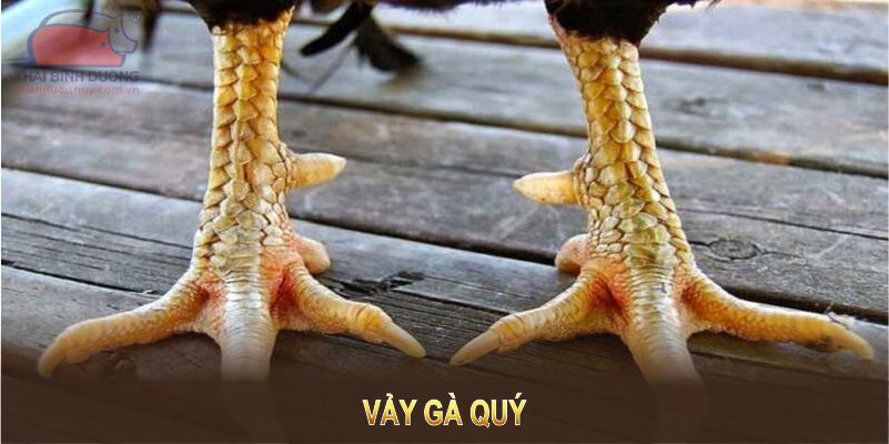 Vảy Gà Quý - KING88 Gợi Ý TOP 7 Loại Được Săn Lùng Nhiều