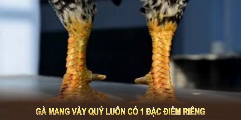 Gà mang vảy quý luôn có 1 đặc điểm riêng khiến đối thủ e dè 